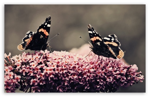 Beautiful Butterfly Wallpaper Hd