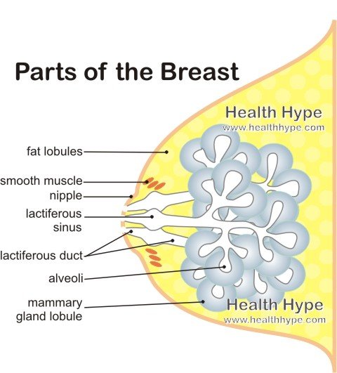 Breast Cancer Signs And Symptoms In Men
