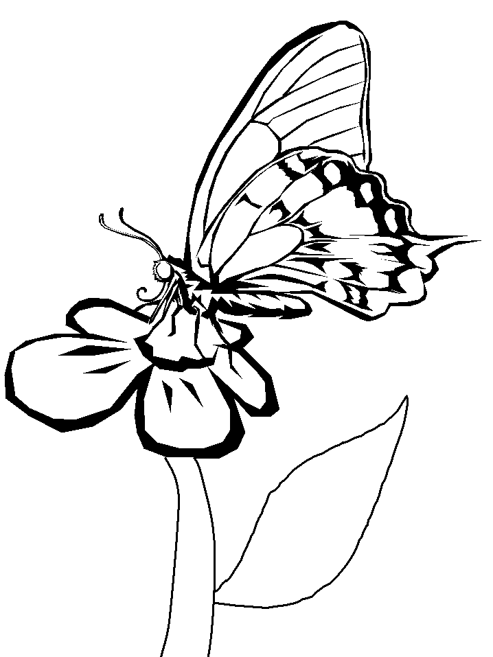 Butterflies And Flowers Coloring Pages