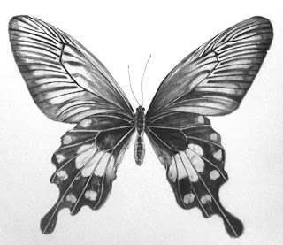 Butterflies Drawings In Pencil