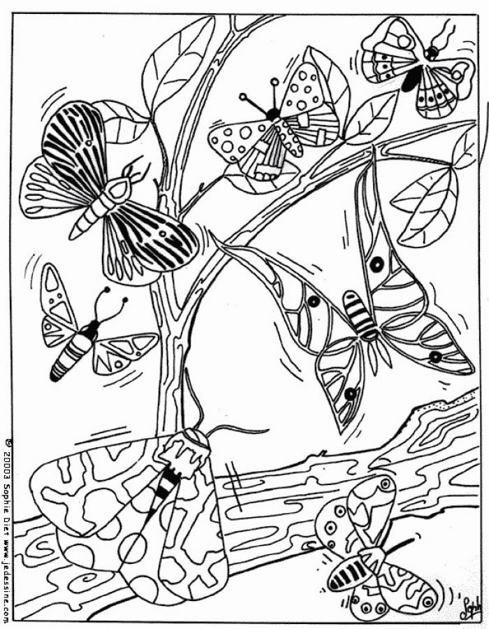 Butterflies Pictures To Color