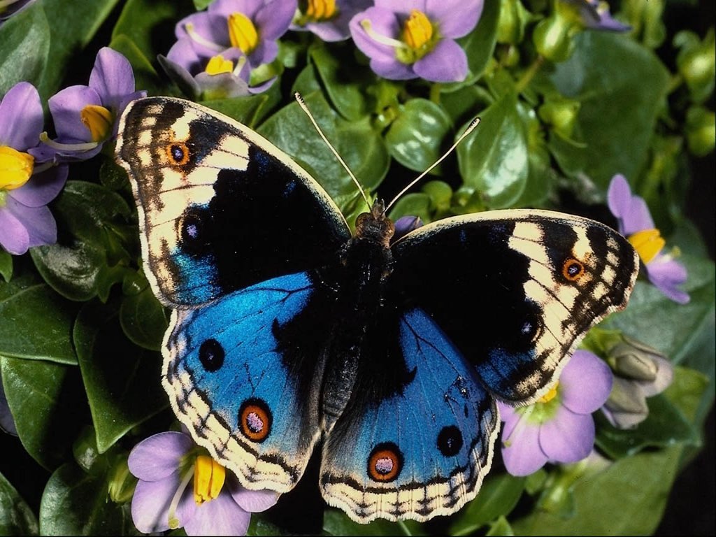 Butterflies Wallpaper Pictures