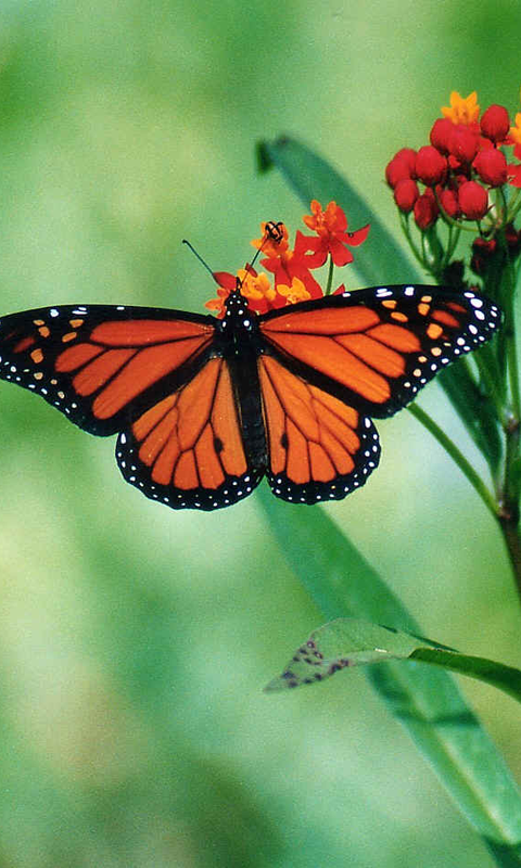 Butterflies Wallpapers Free Downloads