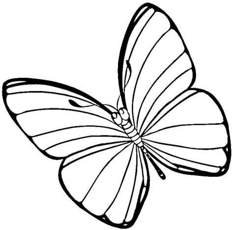 Butterfly Coloring Pages Printable