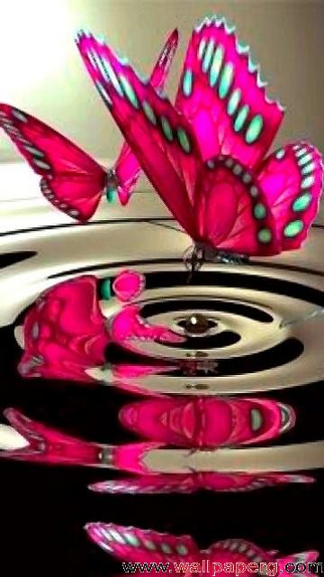 Butterfly Images Free Download