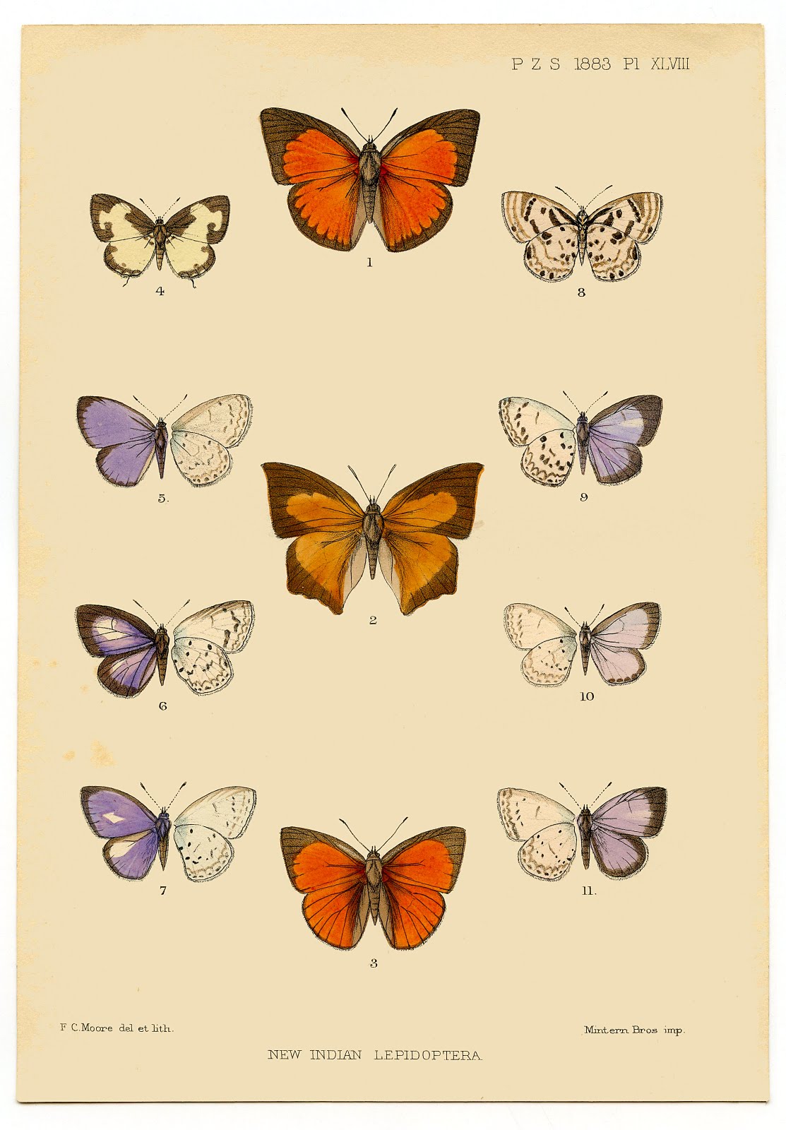 Butterfly Pictures To Print Out