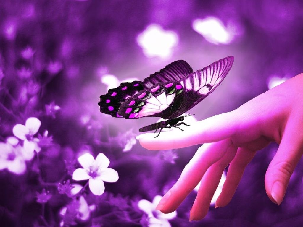Butterfly Wallpaper Images