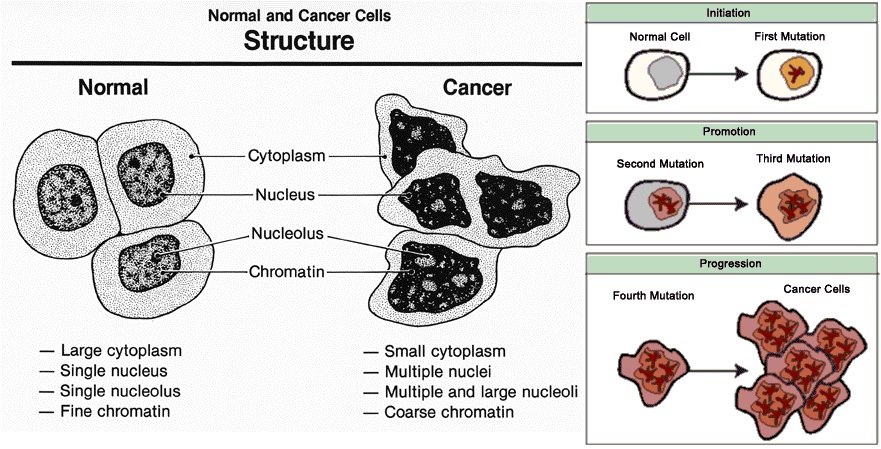 Cancer Cells Vs Normal Cells
