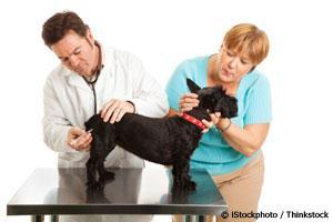 Cancer Symptoms In Dogs Lymphoma