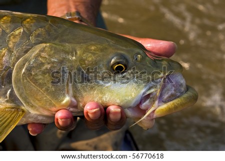 Fishing Catch And Release
