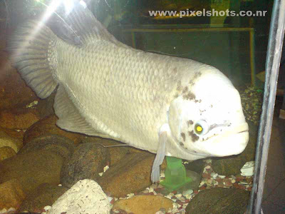 Freshwater Fishes For Aquarium In India