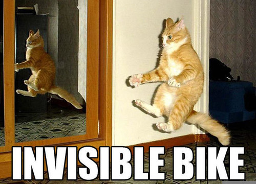 Funny Cats And Kittens Images