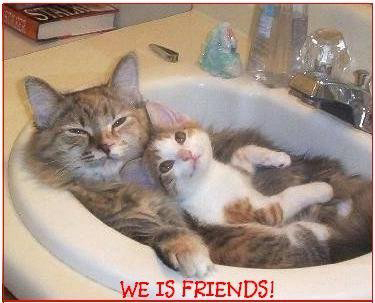 Funny Cats And Kittens Images