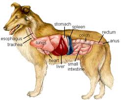 Liver Cancer Symptoms In Dogs