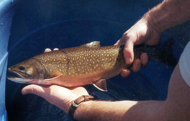 Michigan Fishing Catch Limits