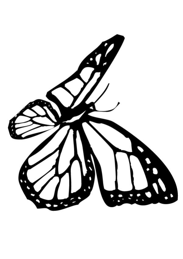 Monarch Butterfly Coloring Pages For Kids