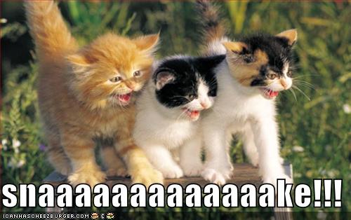 Pictures Of Funny Cats And Kittens