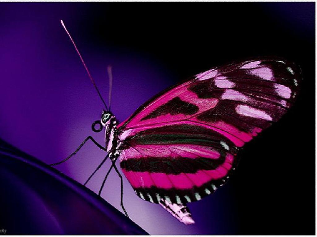 Pink Butterflies Wallpaper