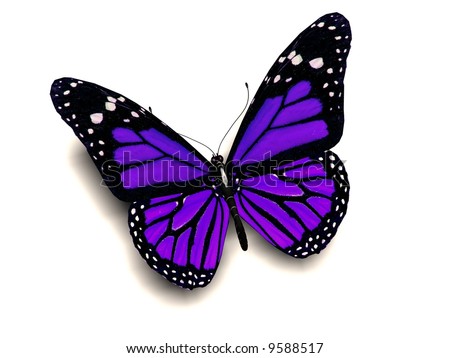 Purple Butterflies Pictures
